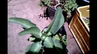 Plantas Curativas Cicatrizantes