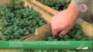 Plantas Ornamentales Temuco