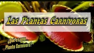 Donde Comprar Plantas Carnivoras Argentina
