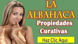 Plantas Curativas Albahaca