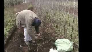 Arboles Frutales Ornamentales