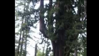 Arboles Frutales Imagenes