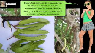 La Biblia De Las Plantas Medicinales Y Curativas
