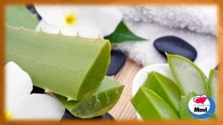 Plantas Curativas Aloe Vera