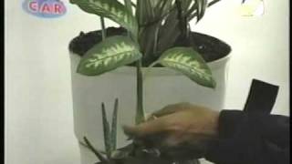 Plantas Ornamentales Peligrosas