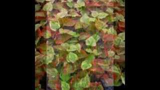 Nombres De Plantas Ornamentales Para Jardin