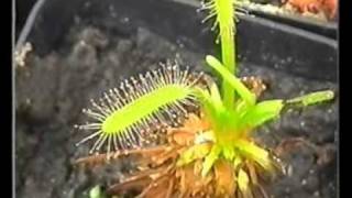 Cuales Son Los Tipos De Plantas Carnivoras