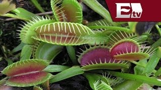 Â¿las Plantas Carnivoras Realizan Fotosintesis