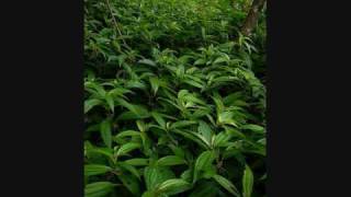 Tipos De Plantas Ornamentales De Guatemala