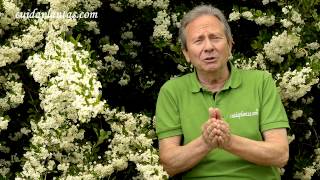 Arbustos Ornamentales Para Jardin