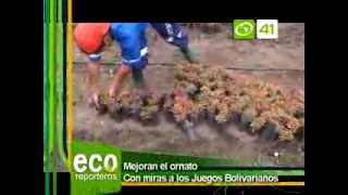 Alquiler De Plantas Ornamentales En Bogota