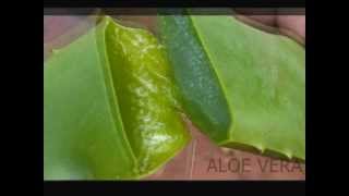 Introduccion De Plantas Medicinales Y Ornamentales