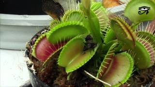Plantas Carnivoras Autotrofas