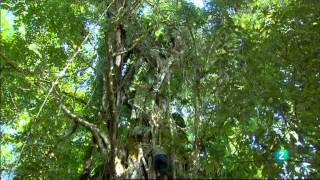 Origen Y Evolucion De Plantas Carnivoras