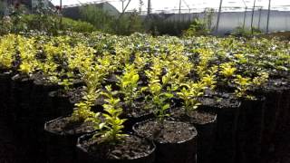 Importancia De Un Vivero De Plantas Ornamentales