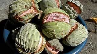 Arboles Frutales Que Soportan El Frio