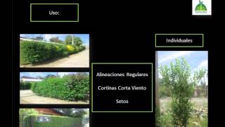 Arbustos Ornamentales Resistentes