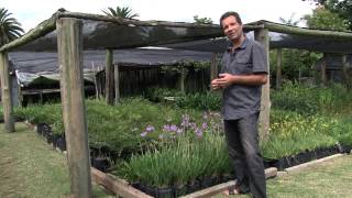 Lista De Plantas Ornamentales Perennes