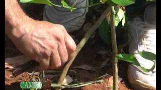 Tipos De Arboles Frutales En Costa Rica