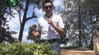 Listado De Arbustos Ornamentales