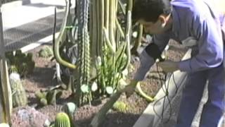 Diseño De Jardines Con Cactus Y Suculentas