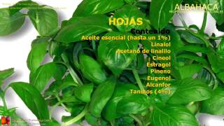 Plantas Curativas Albahaca