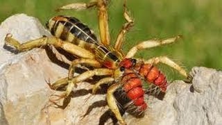 Cuantos Tipos De Plantas Carnivoras Existen En Mexico