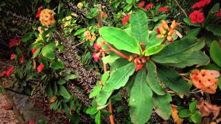 Arbustos Ornamentales De Flor Blanca