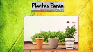 Catalogo De Arbustos Ornamentales
