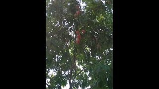 Arboles Frutales Originarios De Mexico
