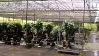 Plantas Ornamentales De Panama