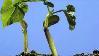 Plantas Ornamentales Que Crecen Rapido