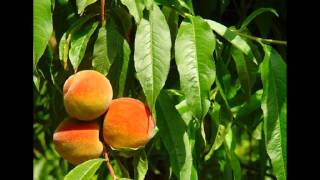 Arboles Frutales De Clima Frio