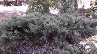Libros De Plantas Ornamentales Gratis