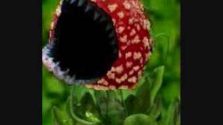 Como Se Llaman Las Plantas Carnivoras De Mario Bros