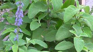 Plantas Curativas Boldo