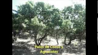 Venta De Arboles Frutales En El Salvador