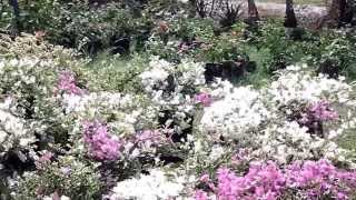 Plantas Ornamentales La Veranera