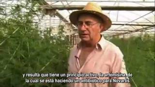 Plantas Curativas Ajenjo