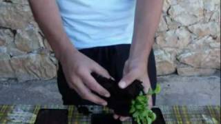 Plantas Carnivoras Reproduccion Asexual