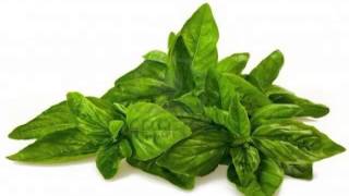 Plantas Curativas Albahaca
