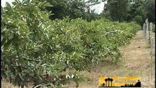 Arboles Frutales Guayaba