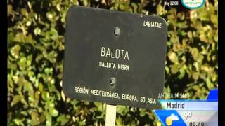 Plantas Curativas Cancer