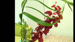 Arreglos Florales Japoneses