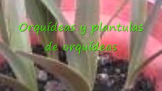 Especies De Plantas Carnivoras En Mexico