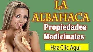 Plantas Curativas Albahaca