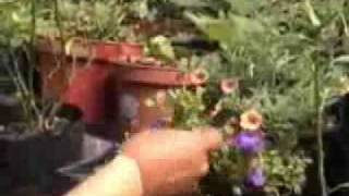 Viveros De Plantas Ornamentales En Mexico