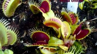 Plantas Carnivoras Venta Tigre
