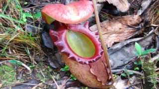Plantas Carnivoras Mas Grandes Mundo