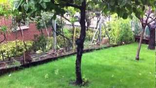 Arboles Frutales Higos